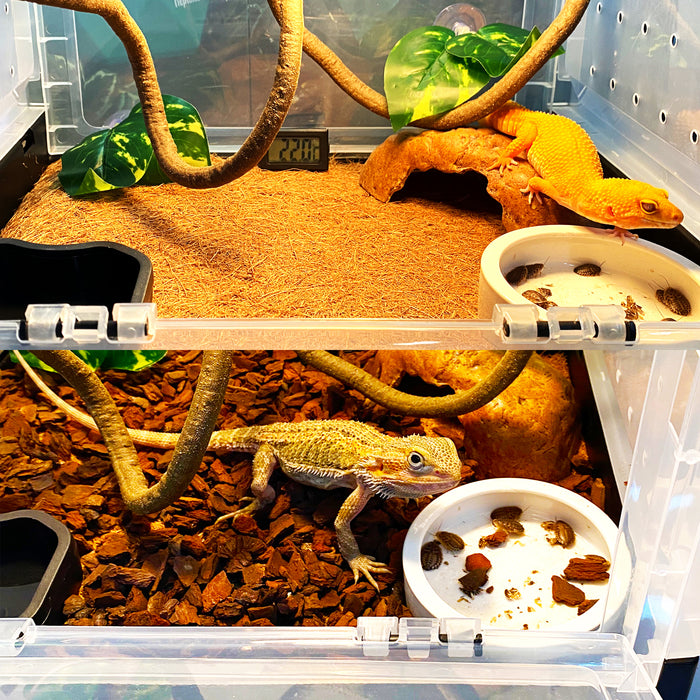 NEPTONION Reptile Terrarium 15.5"x12"x9" Reptile Breeding Enclosure Kits, Comes with Thermometer, Tong, Bowl and Some Decors, Suitable for Gecko,Chameleon, Lizard, Iguana,Snake, Bearded Dragon