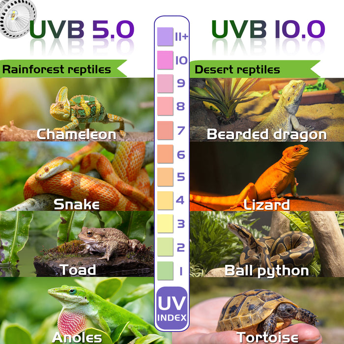NEPTONION UVB Reptiles Bulb, LED 5W UV Light Bulb, UVB Compact Fluorescent Lamp, Suitable for Reptiles (E27,110V)